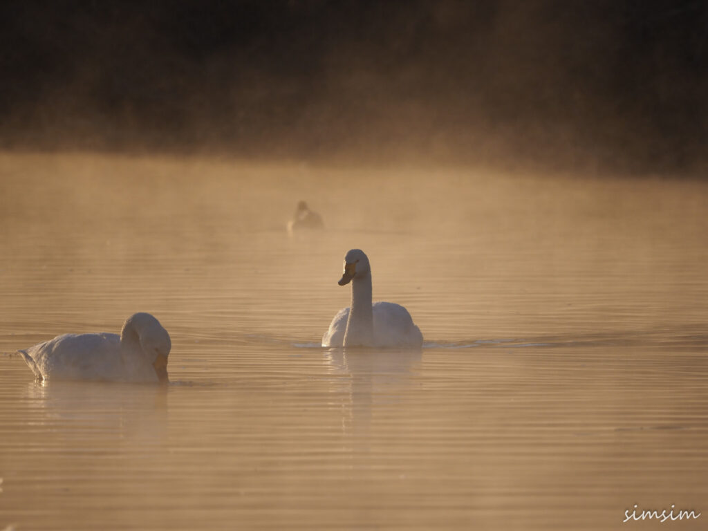 川島白鳥飛来地