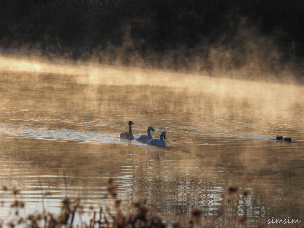 川島白鳥飛来地