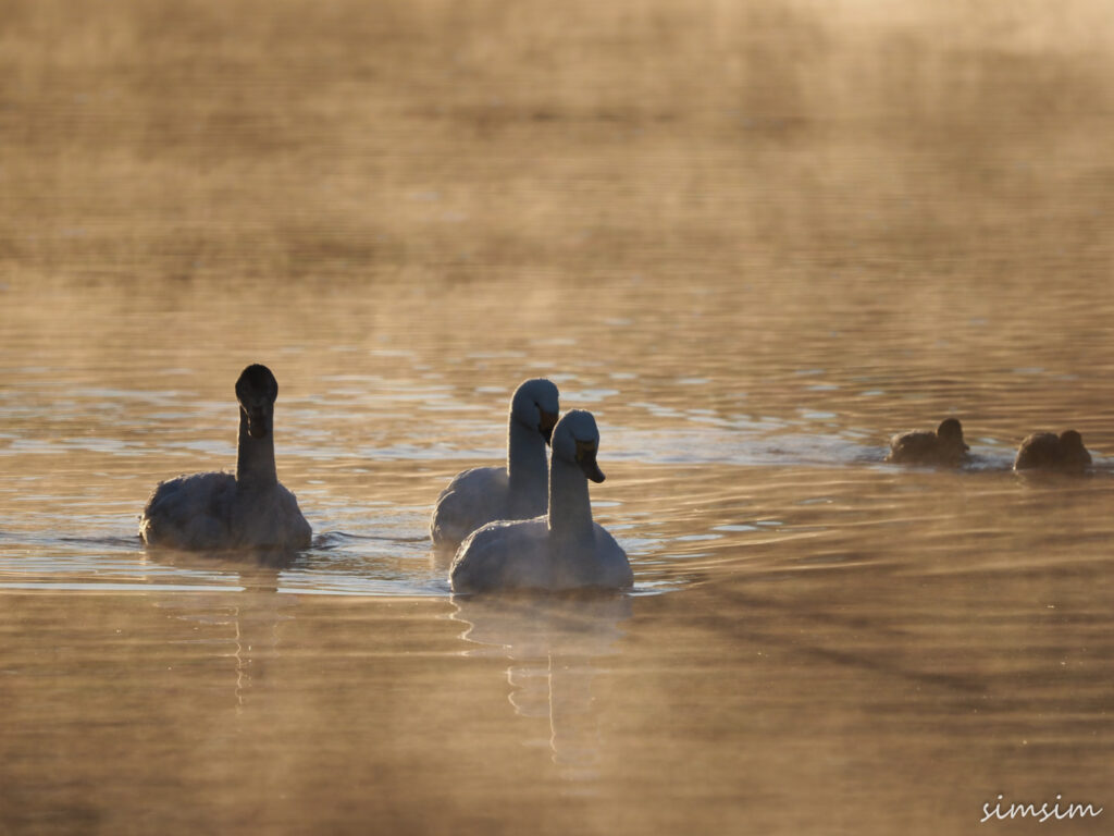 川島白鳥飛来地