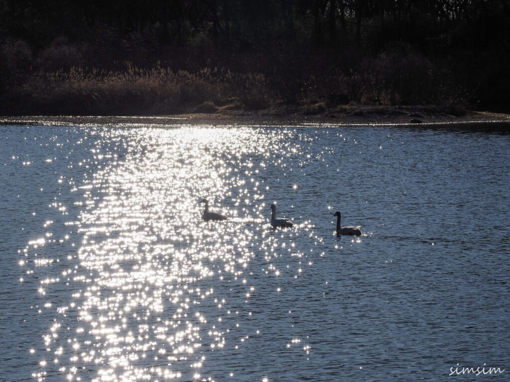 川島白鳥飛来地