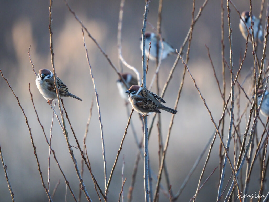 川島白鳥飛来地