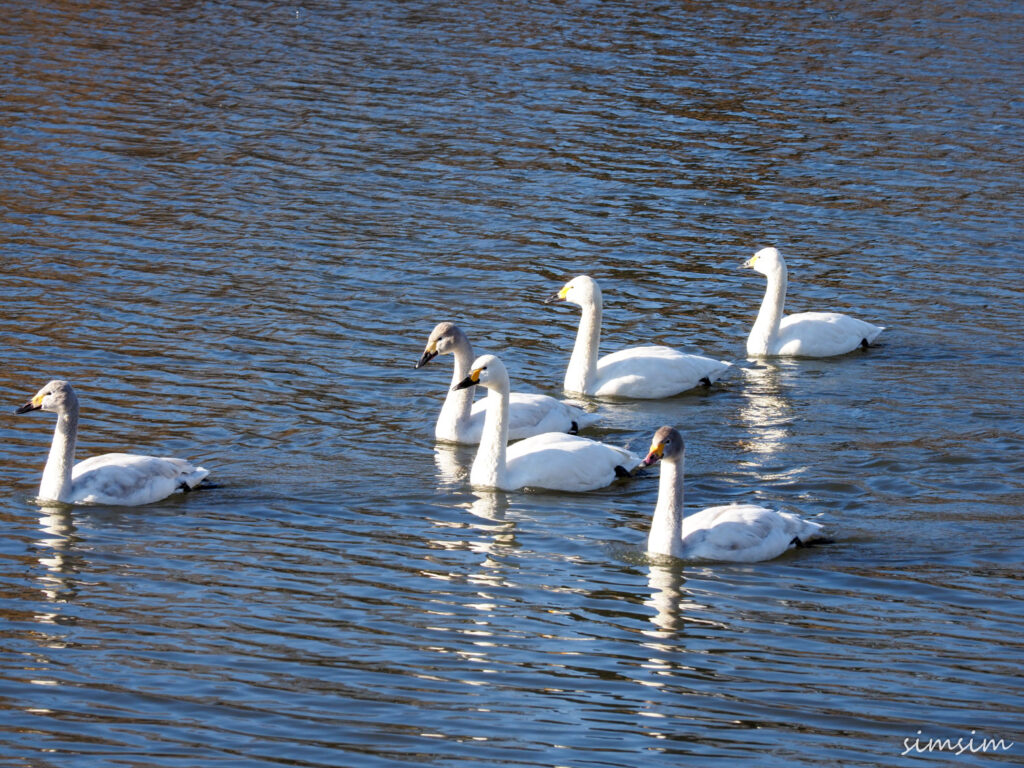 川島白鳥飛来地