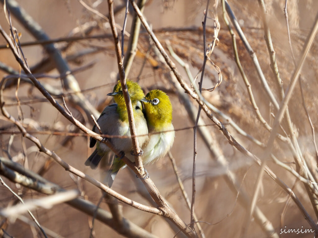 川島白鳥飛来地