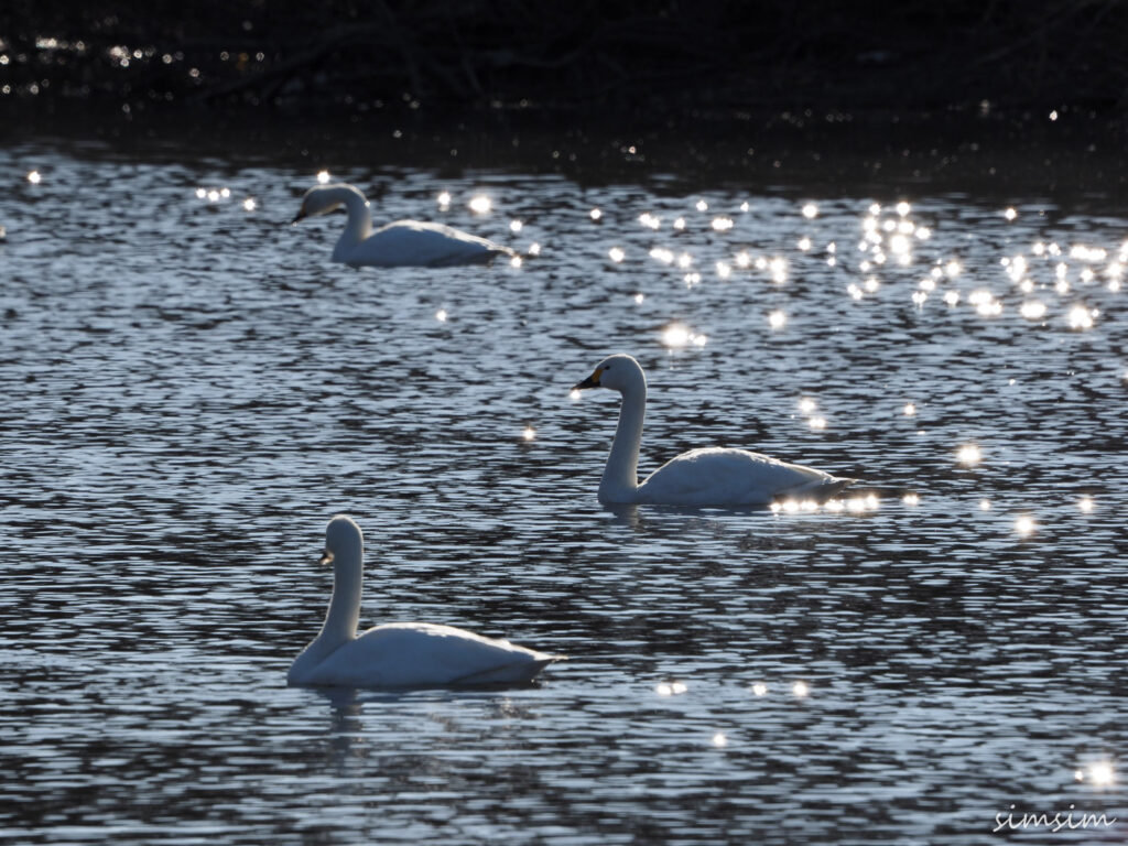 川島白鳥飛来地