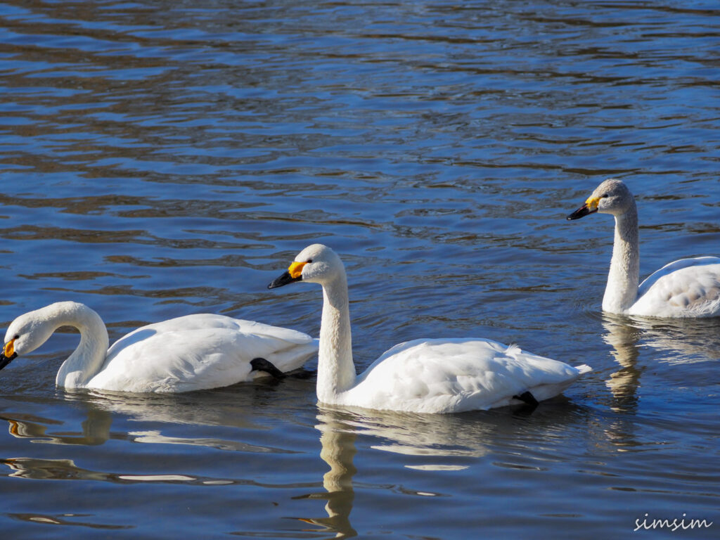 川島白鳥飛来地