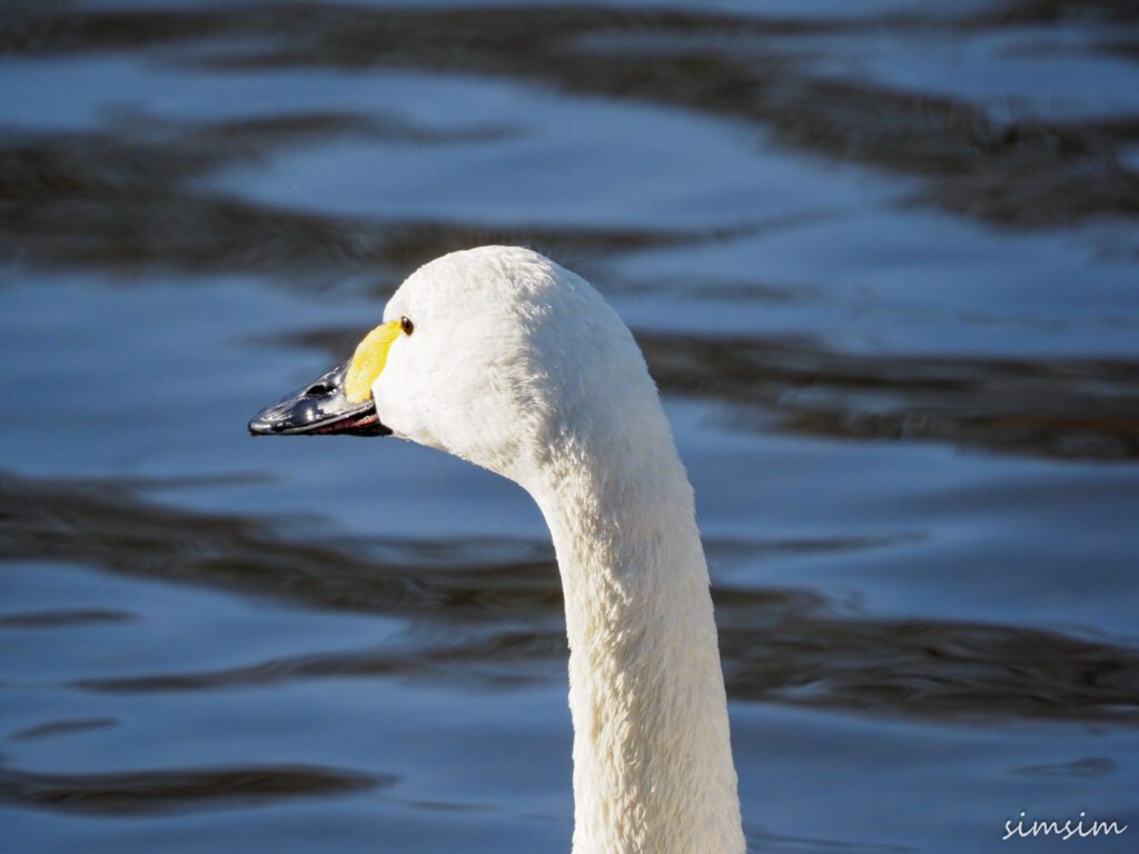 川島白鳥飛来地