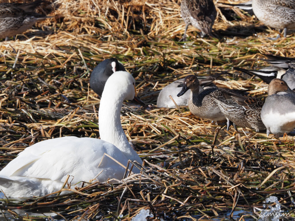 川島白鳥飛来地