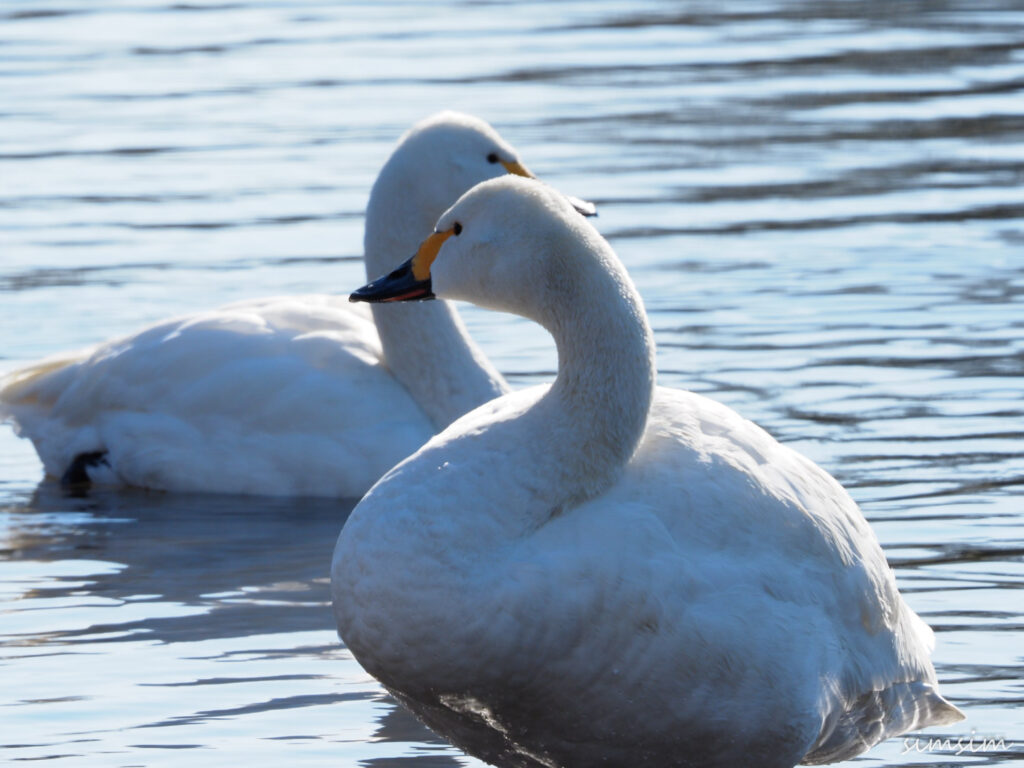 川島白鳥飛来地