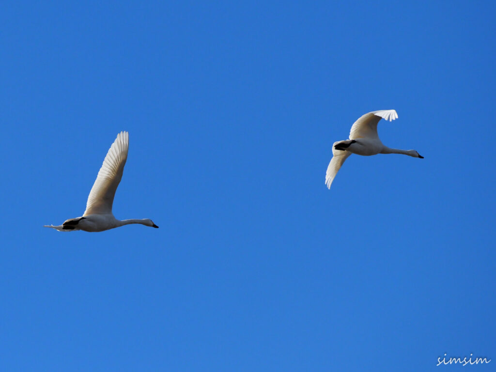 川島白鳥飛来地