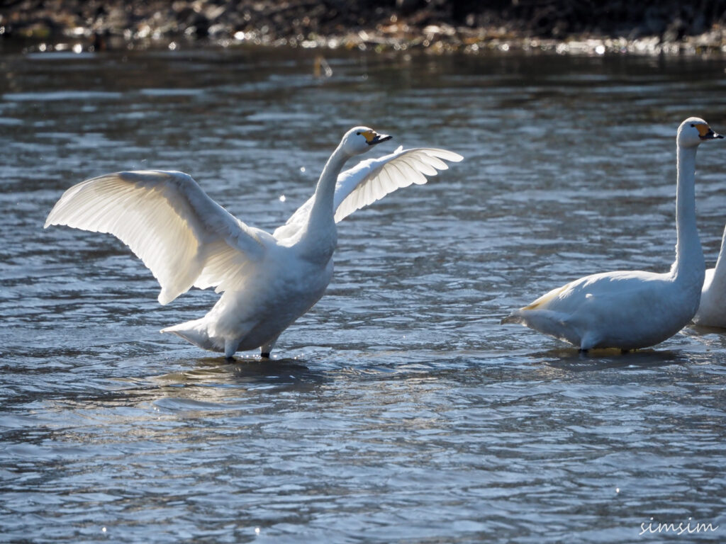 川島白鳥飛来地