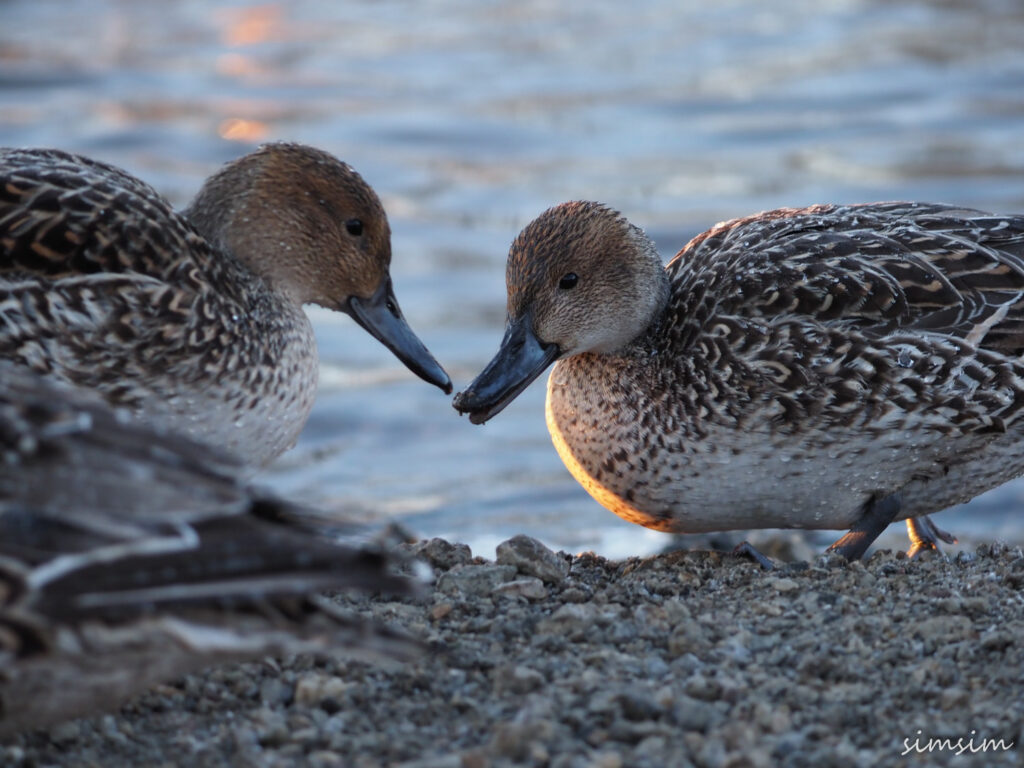 川島白鳥飛来地