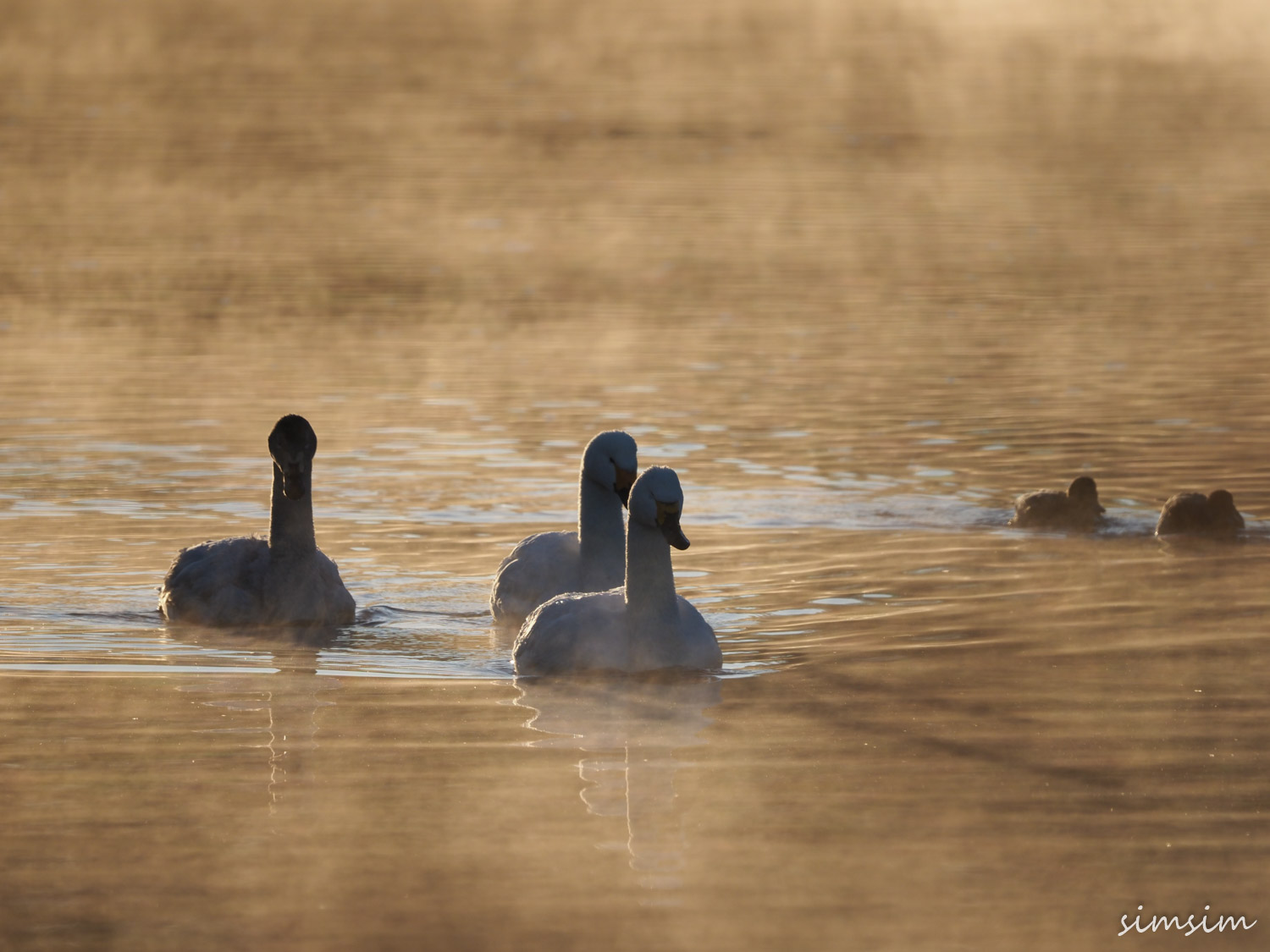 川島白鳥飛来地