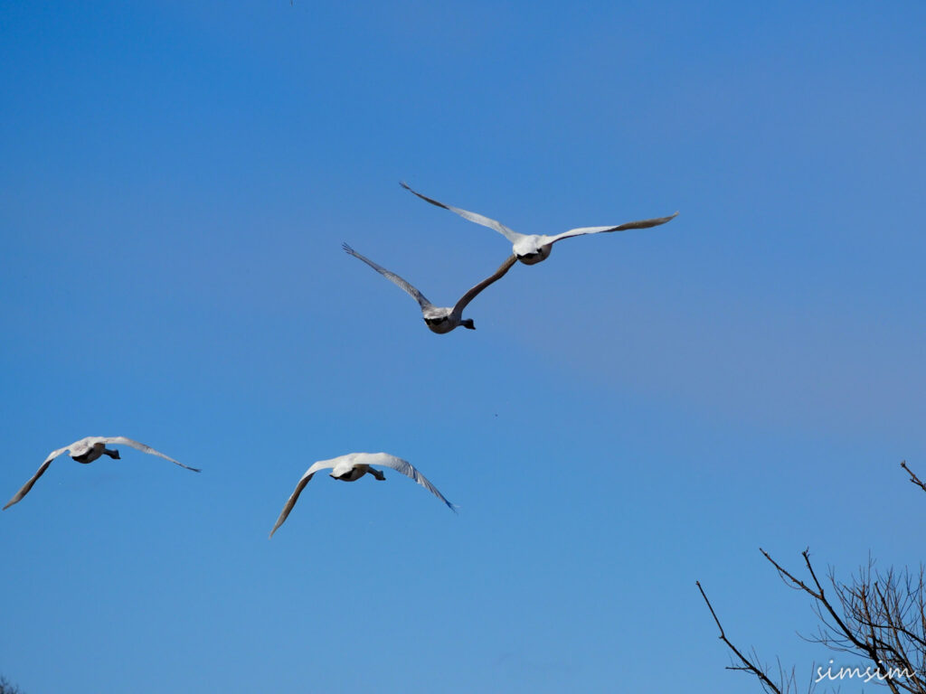 川島白鳥飛来地