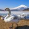 山中湖コブハクチョウ