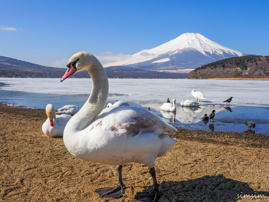 山中湖コブハクチョウ