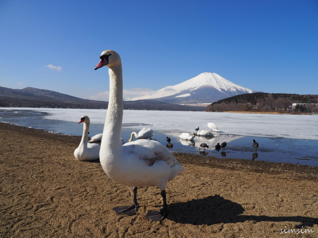 山中湖コブハクチョウ