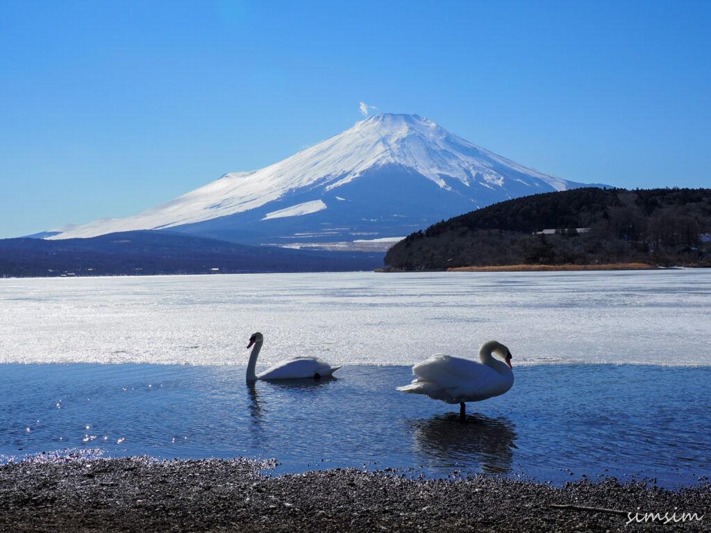 山中湖コブハクチョウ