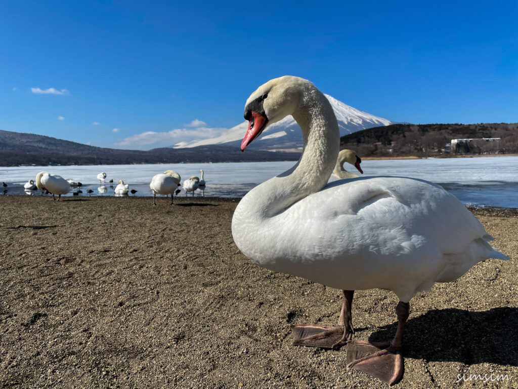 山中湖コブハクチョウ