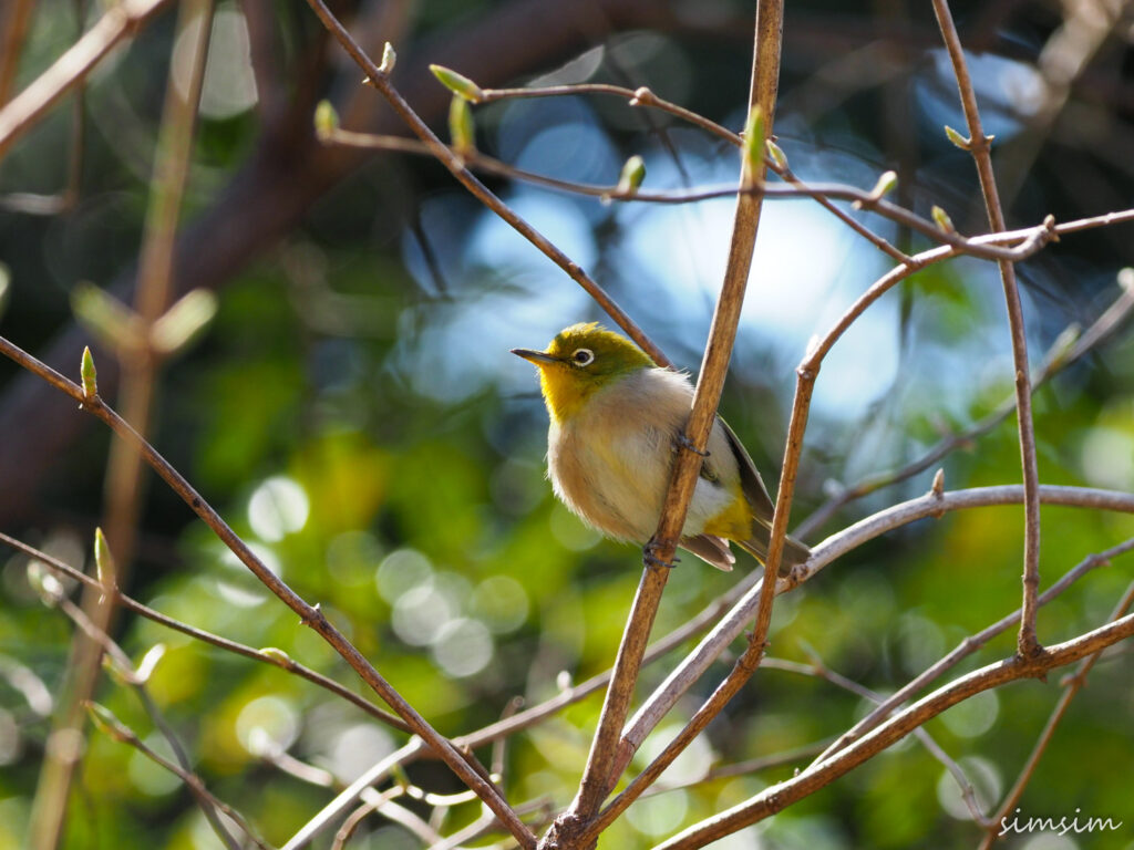 小石川植物園メジロ