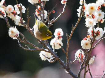 小石川植物園メジロ