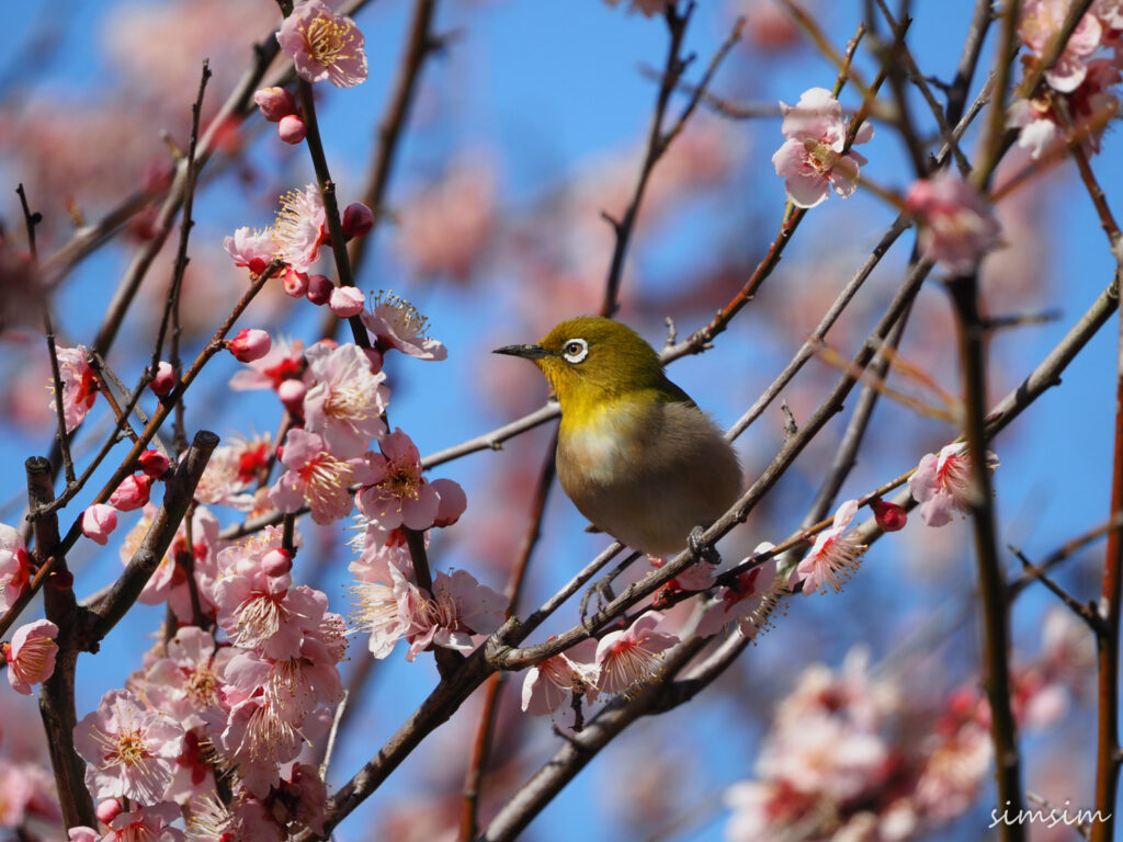 小石川植物園メジロ