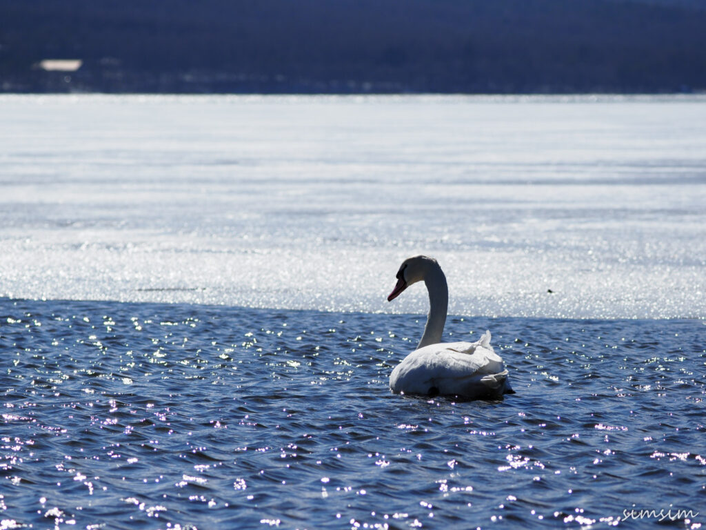山中湖コブハクチョウ