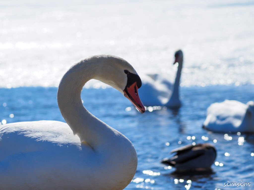 山中湖コブハクチョウ