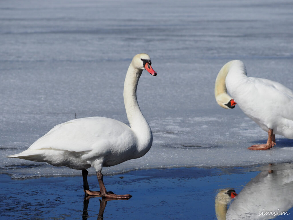 山中湖コブハクチョウ
