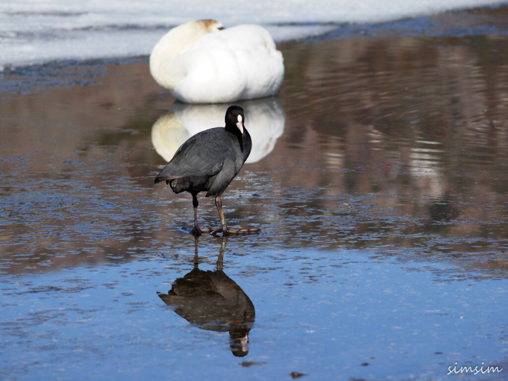 山中湖オオバン