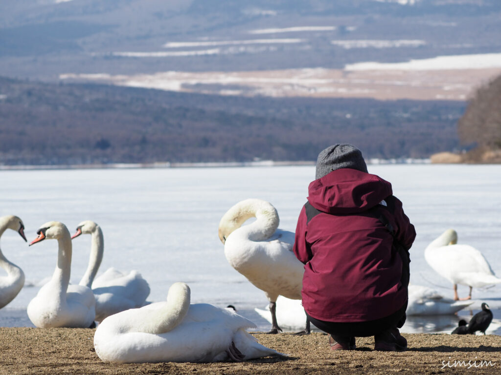 山中湖コブハクチョウ