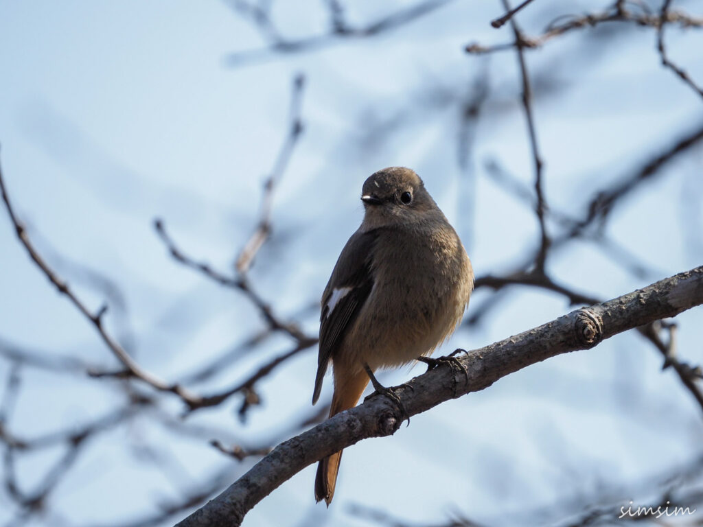 北本自然観察公園ジョウビタキ