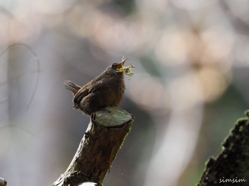 不動尻ミソサザイ