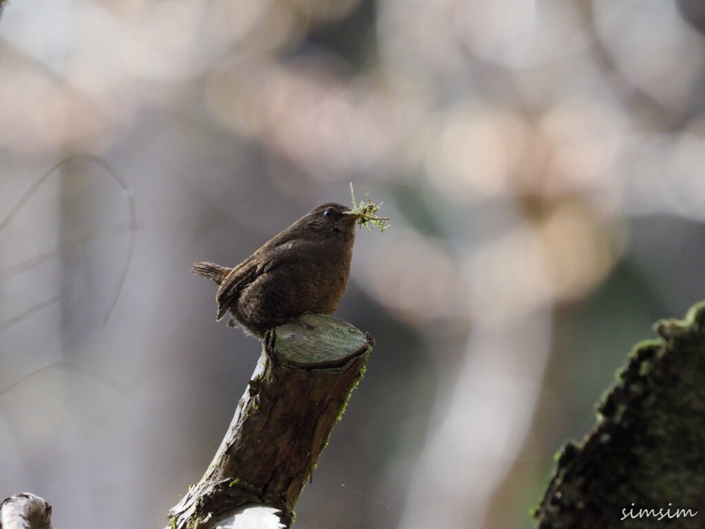 不動尻ミソサザイ