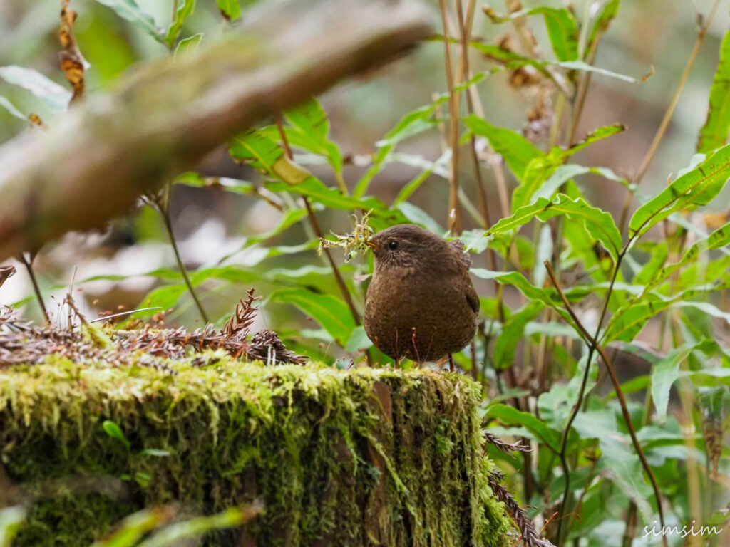 不動尻ミソサザイ