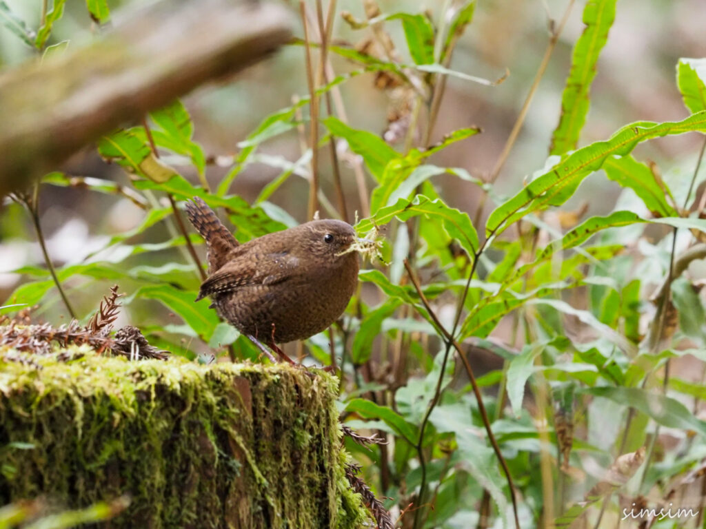 不動尻ミソサザイ
