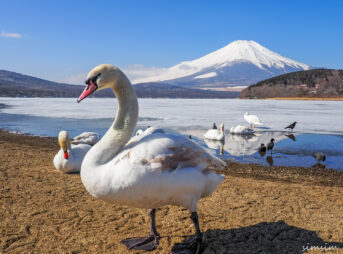 山中湖コブハクチョウ