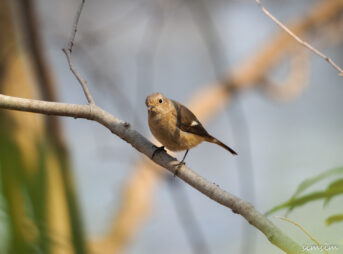 北本自然観察公園ジョウビタキ
