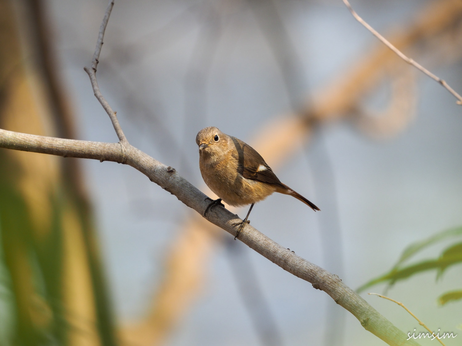 北本自然観察公園ジョウビタキ