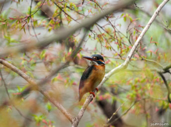 カワセミ