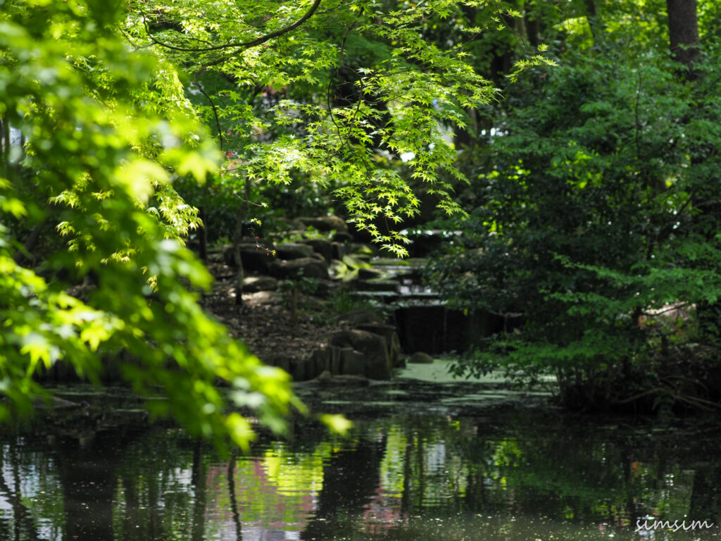 新緑の公園
