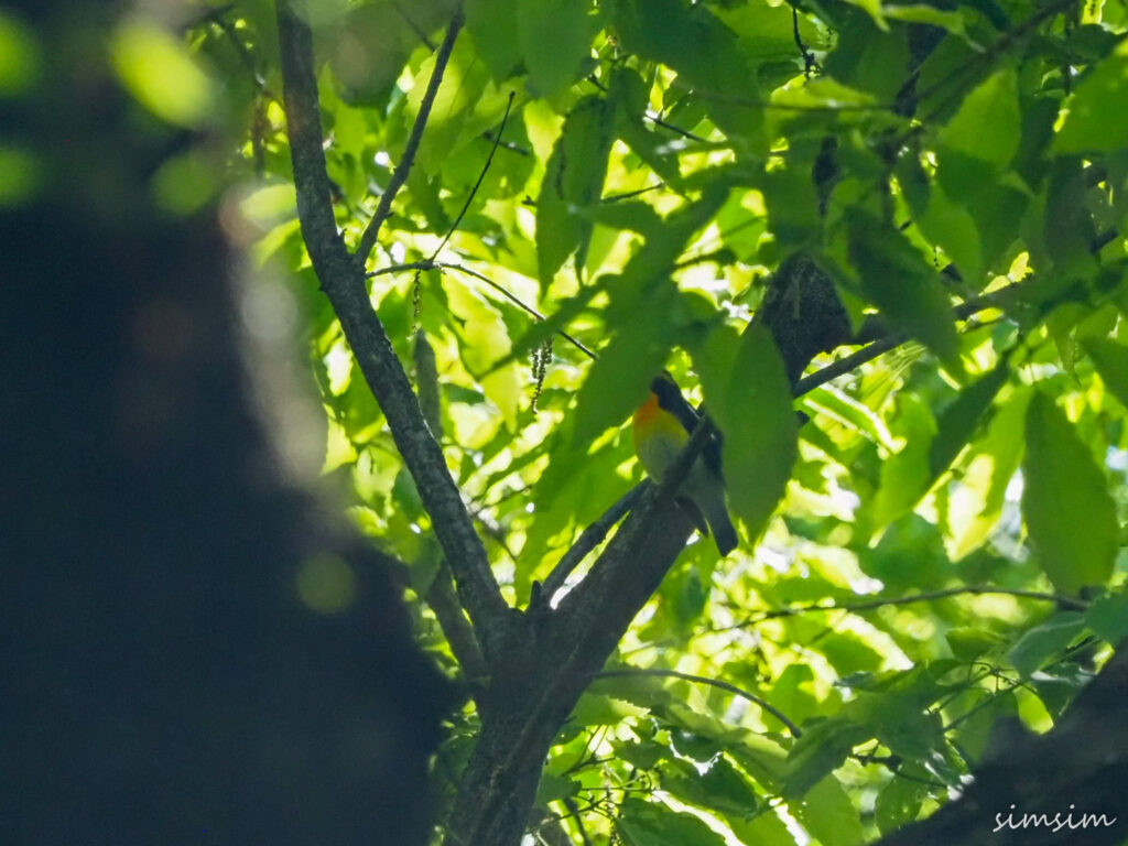 キビタキ