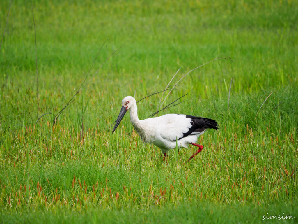 渡良瀬遊水地コウノトリ