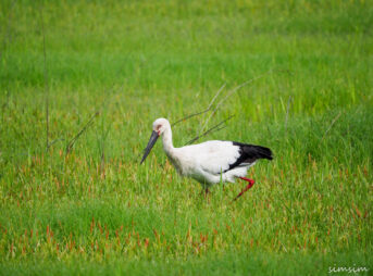 渡良瀬遊水地コウノトリ