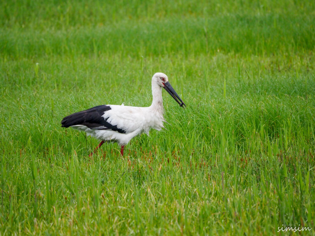 渡良瀬遊水地コウノトリ