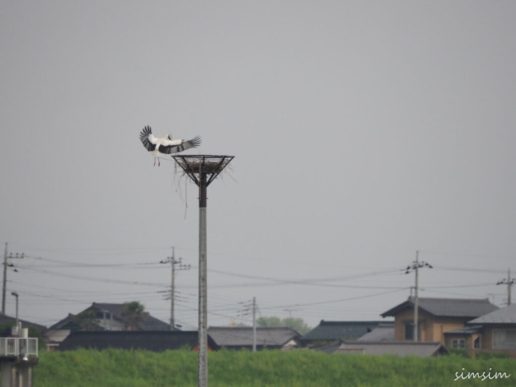 渡良瀬遊水地コウノトリ