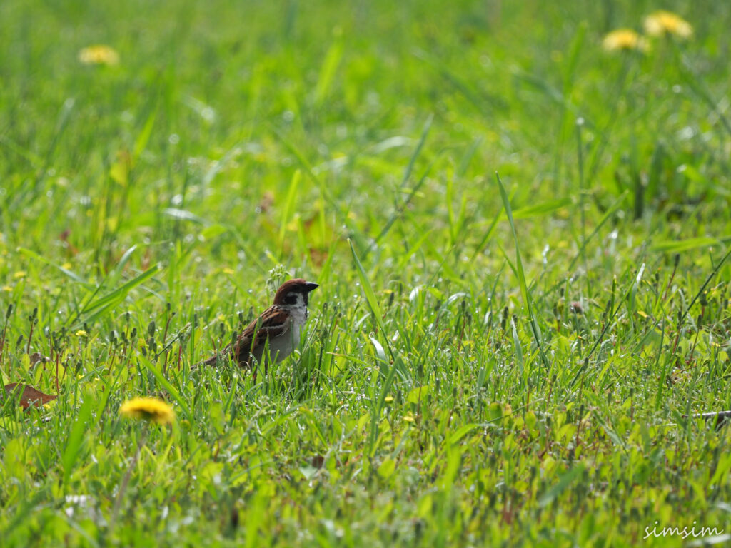 渡良瀬遊水地スズメ