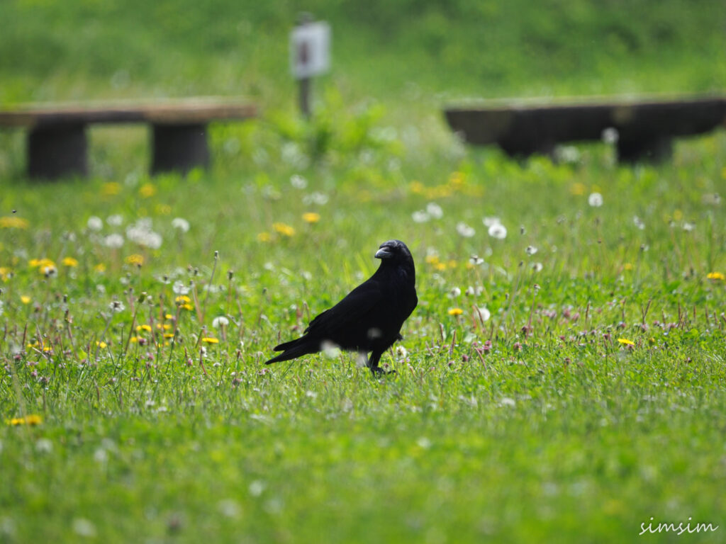 渡良瀬遊水地カラス