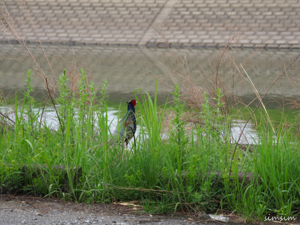 渡良瀬遊水地キジ