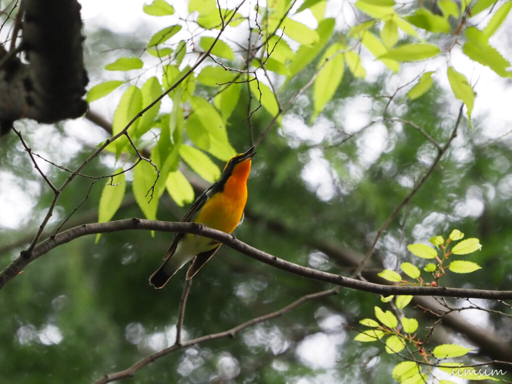 近所の公園キビタキ