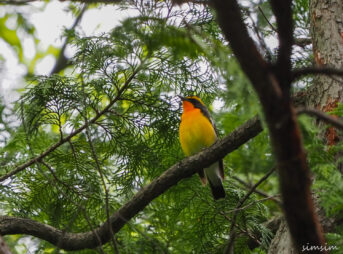 近所の公園キビタキ